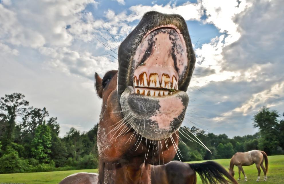 cheek teeth in horses